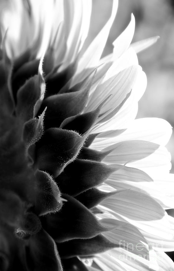 SunKissed in Black and White Photograph by Lee Craig