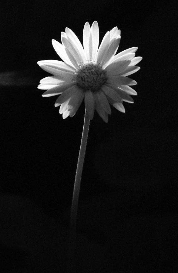 Sunkissed - Infrared 02 Photograph by Pamela Critchlow