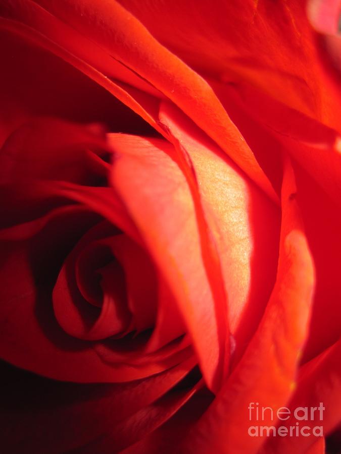 Sunkissed Orange Rose 15 Photograph by Tara  Shalton