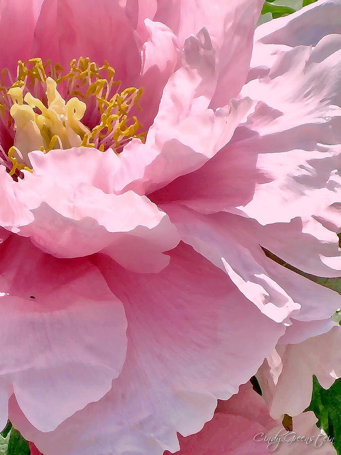 Sunkissed Peonies 1 Photograph by Cindy Greenstein