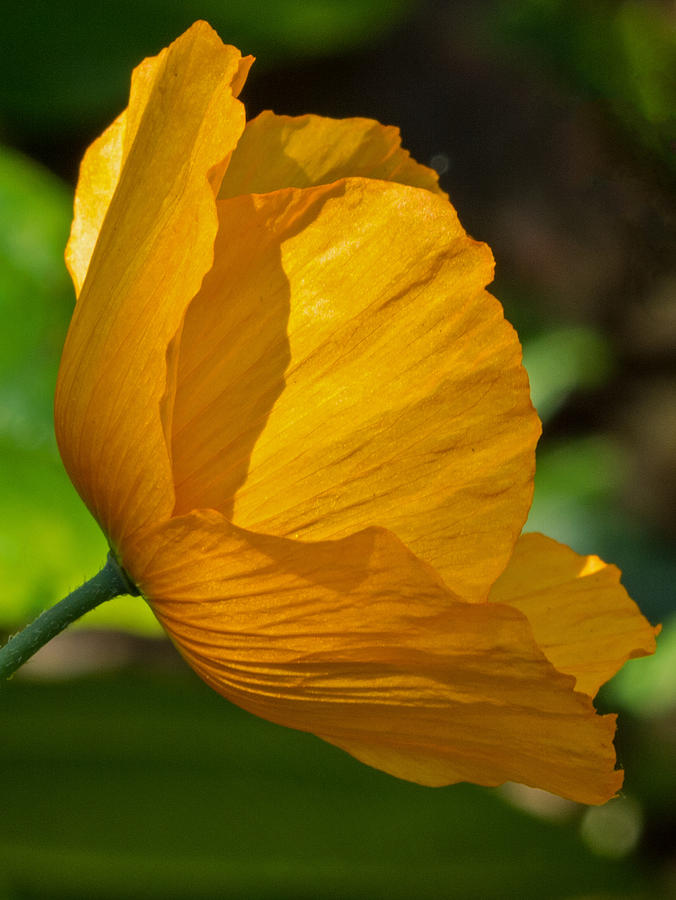 Sunkissed Poppy Photograph by Jordan Blackstone
