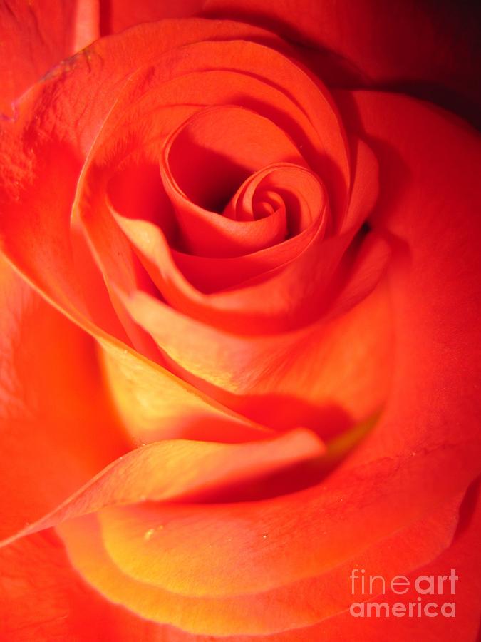 Sunkissed Orange Rose 10 Photograph by Tara  Shalton