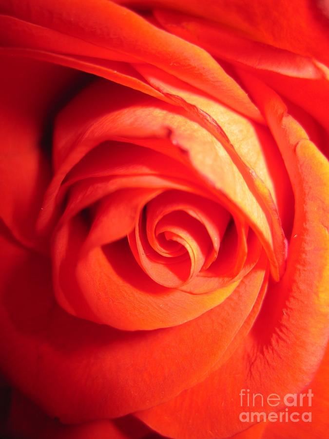 Sunkissed Orange Rose 11 Photograph by Tara  Shalton