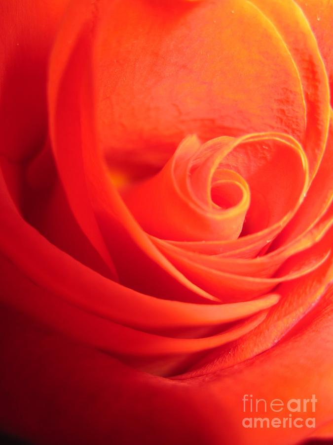 Sunkissed Orange Rose 14 Photograph by Tara  Shalton