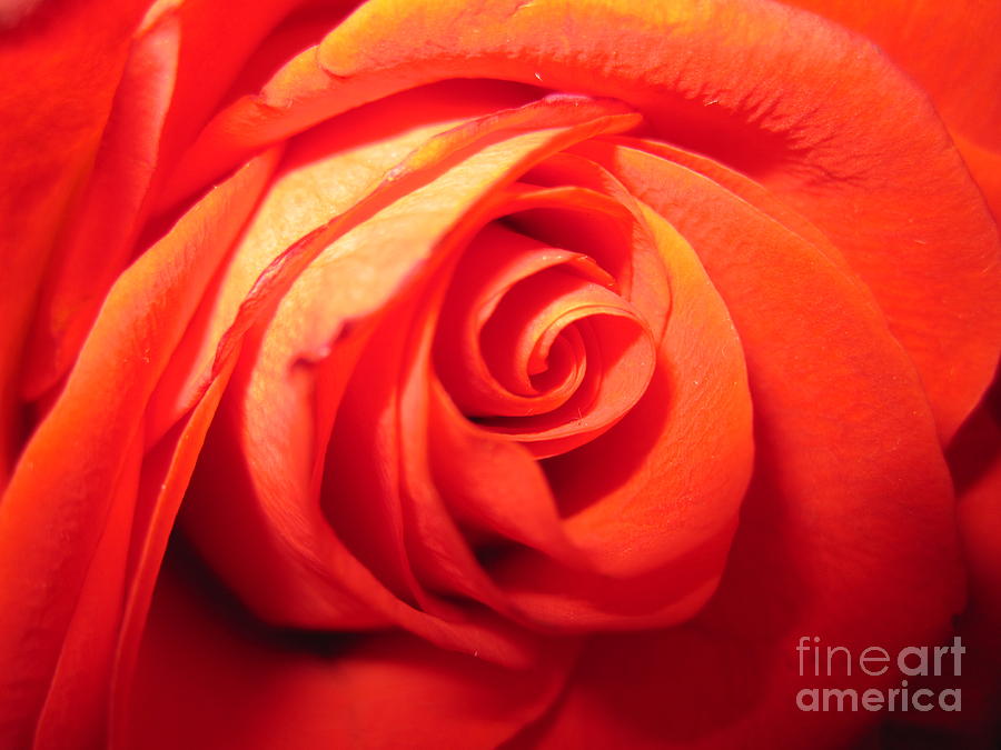 Sunkissed Orange Rose 4 Photograph by Tara  Shalton