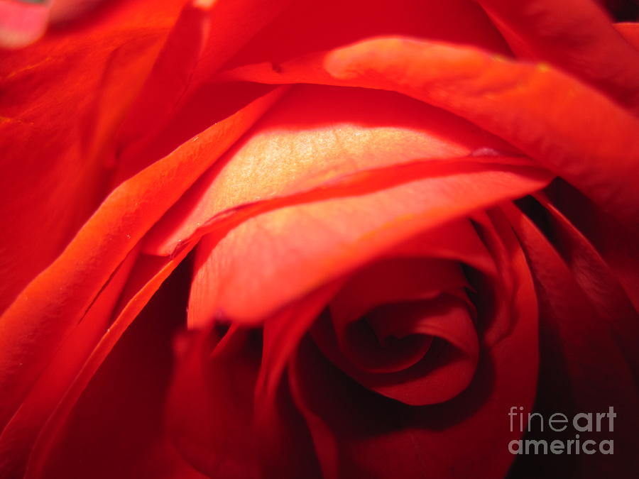 Sunkissed Orange Rose 5 Photograph by Tara  Shalton