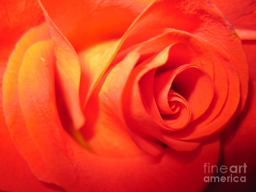 Flower Photograph - Sunkissed Orange Rose 6 by Tara  Shalton