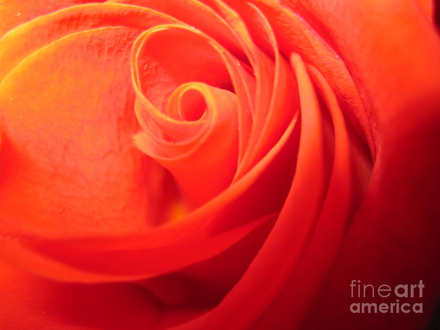 Sunkissed Orange Rose 8 Photograph by Tara  Shalton
