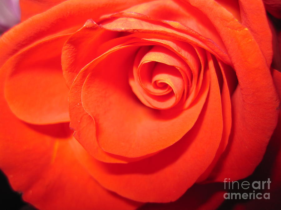 Sunkissed Orange Rose 9 Photograph by Tara  Shalton