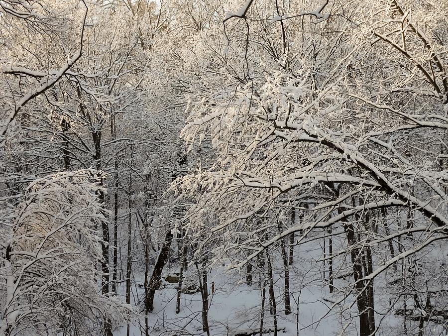 Sunkissed Snow Covered Trees In Iowa Photograph By Cynthia Woods - Fine 