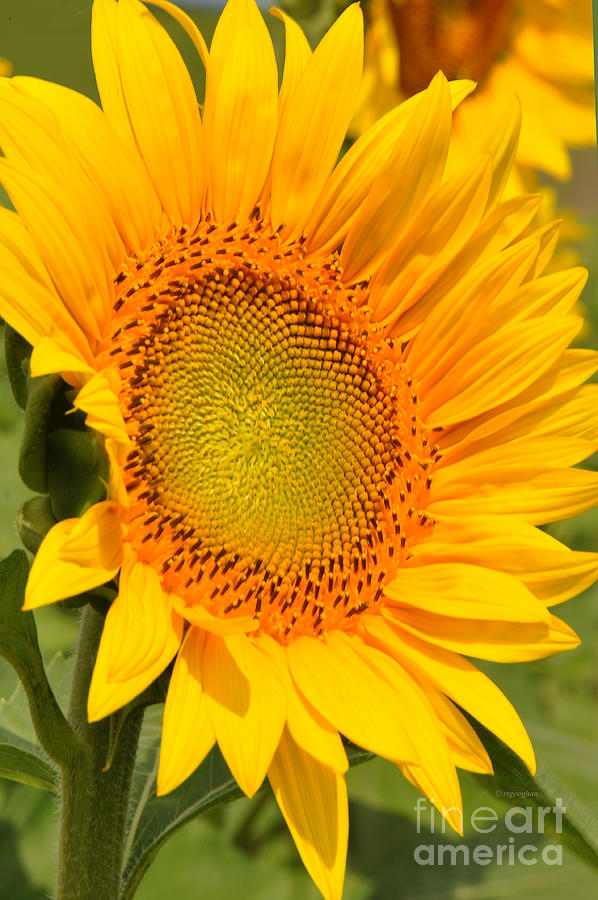 Sunflower Photograph - Sunkissed Sunflower by Regina Geoghan