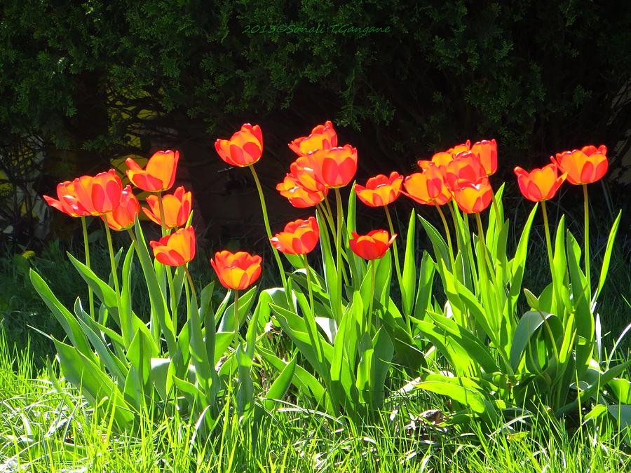 Sunkissed Tulip garden Photograph by Sonali Gangane