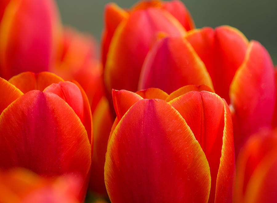 Sunkissed Tulips Photograph by Jordan Blackstone