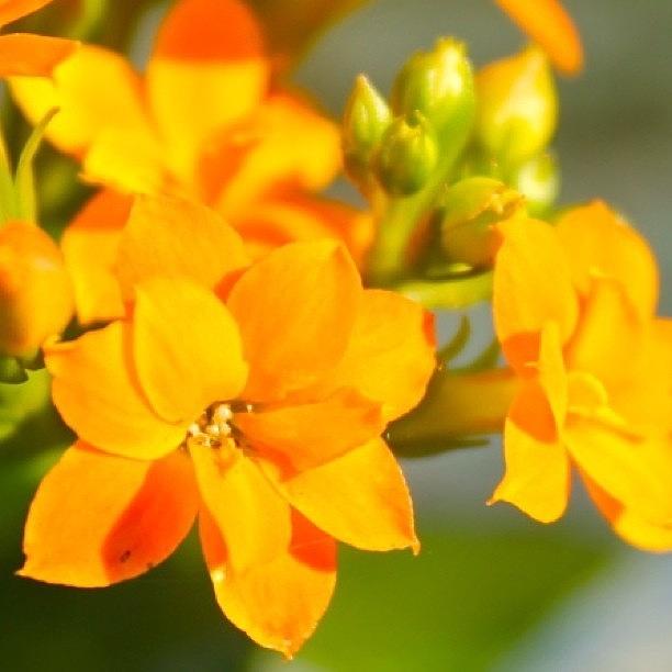 Flower Photograph - Sunkist Orange  by Justin Connor