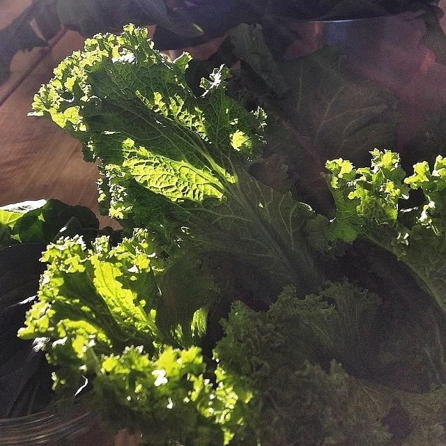 Sunlight And Mustard Greens Photograph by Betsy Nelson