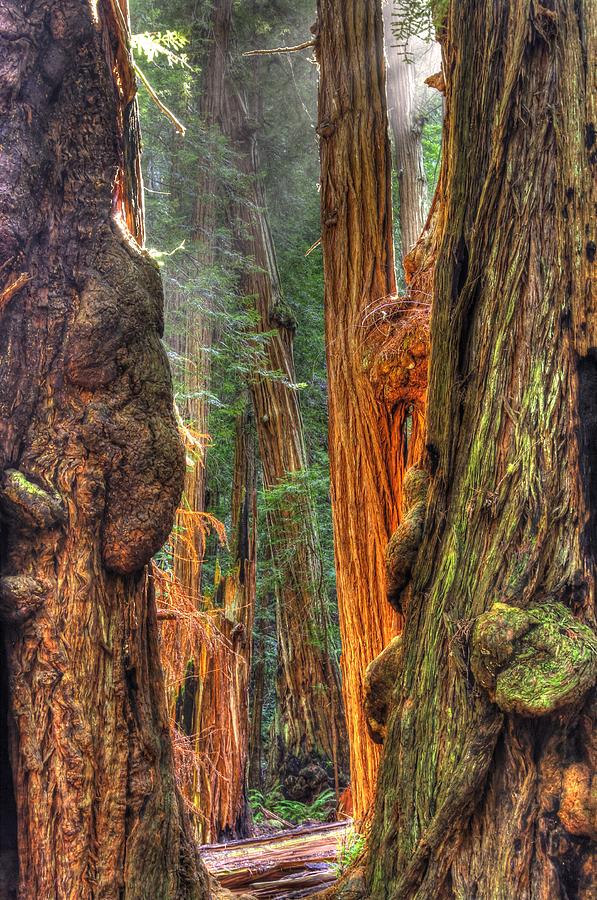 Sunlight Beams Into the Grove Muir Woods National Monument Late Winter Early Afternoon Photograph by Michael Mazaika