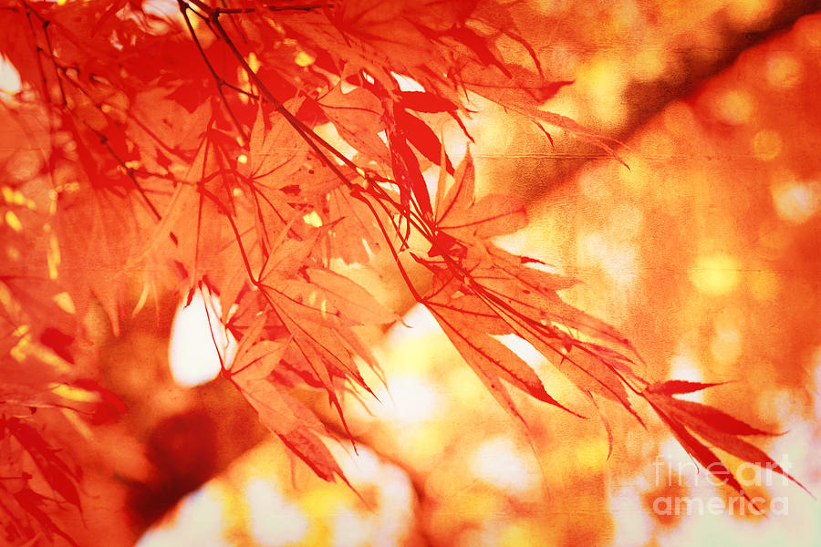Sunlight Behind Vintage Autumn Leaves Photograph by Beverly Claire Kaiya