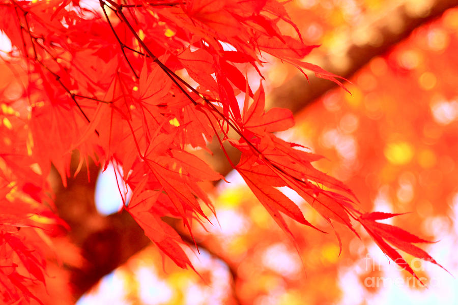 Sunlight Behind Vivid Autumn Leaves Photograph by Beverly Claire Kaiya