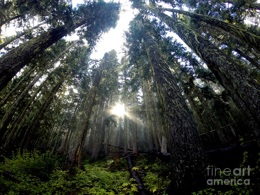Sunlight Breaching The Firs In Mount Rainier National Park Photograph by Tatyana Searcy
