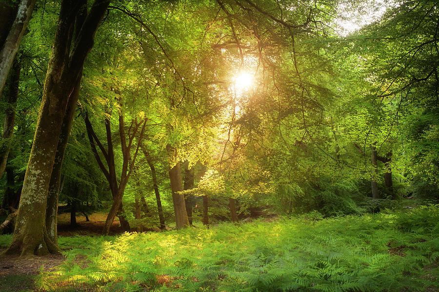 Sunlight Bursting Through Forest Canopy Photograph by Travelpix Ltd