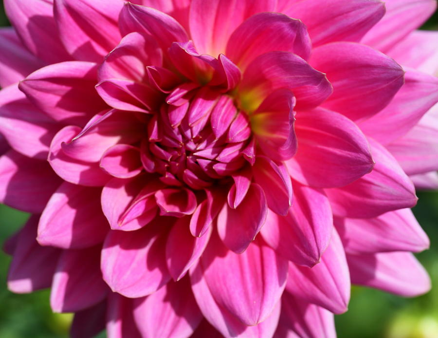 Sunlight Dahlia Photograph by Christiane Schulze Art And Photography ...