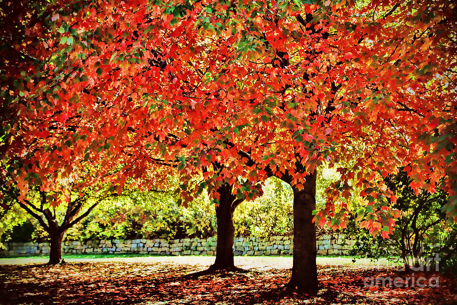 Tree Photograph - Sunlight dances through the leaves by Elizabeth Winter