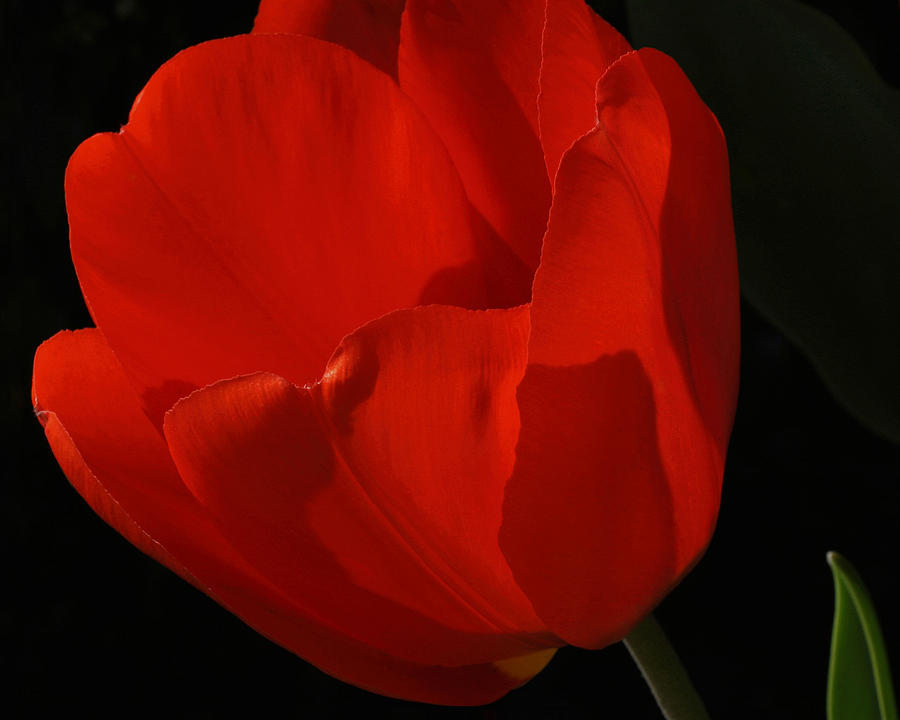 Nature Photograph - Sunlight Filtered Through A Red Tulip by Gene Walls