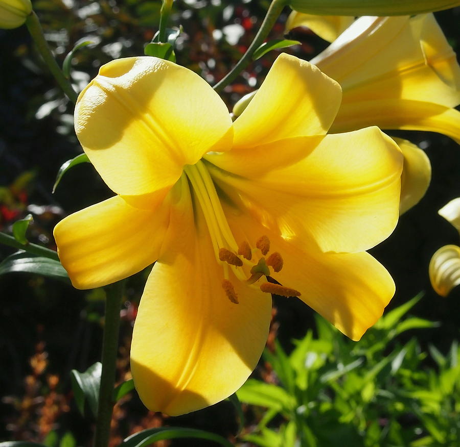 Sunlight filtering through Yellow Day Lilly Flower Photograph by Amy McDaniel