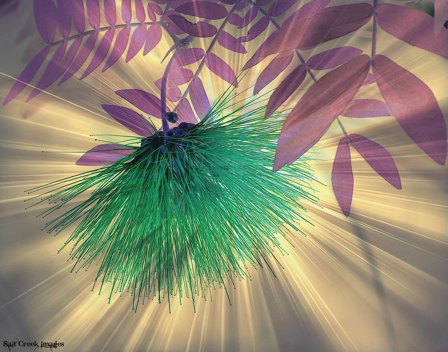 Abstract Photograph - Sunlight Flower by Cecily Vermote
