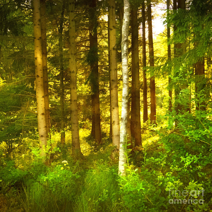 Nature Photograph - Sunlight Forest by Lutz Baar
