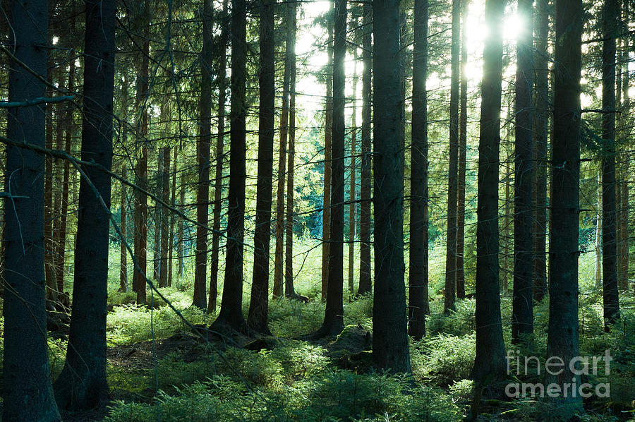 Sunlight glimpsing through tall pine trees onto a cool green und Photograph by Peter Noyce