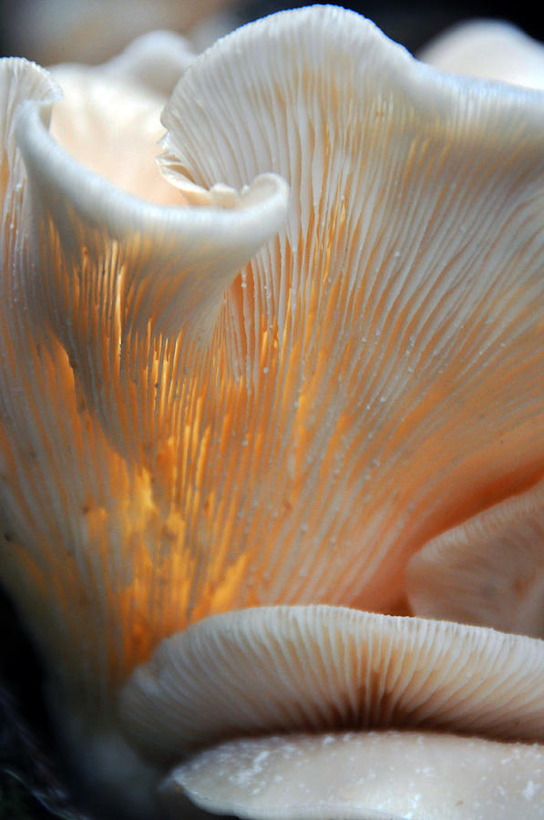 Nature Photograph - Sunlight In An Oyster Mushroom  by Scott Lenhart