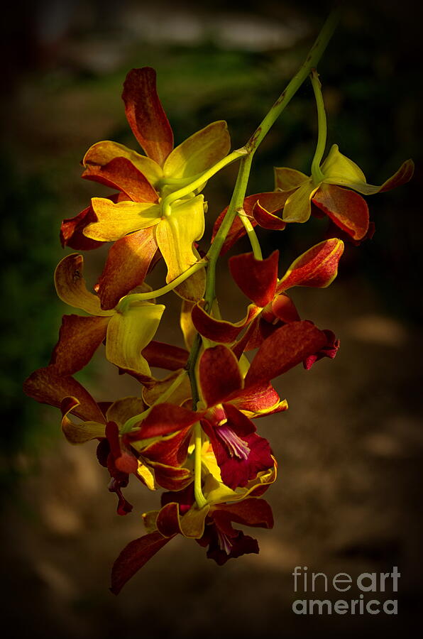 Orchid Photograph - Sunlight by Michelle Meenawong