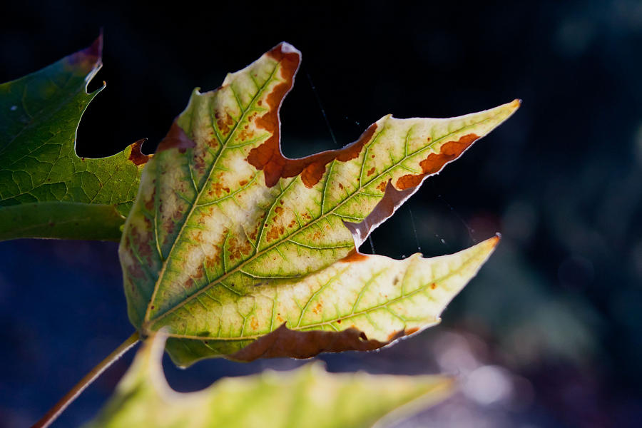 Sunlight on an Autumn leaf Photograph by Vanessa Thomas