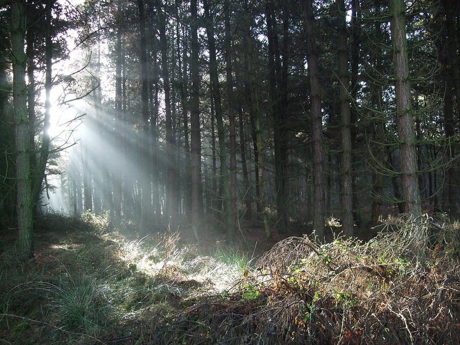 Sunlight on Cannock Chase Photograph by Jean Walker