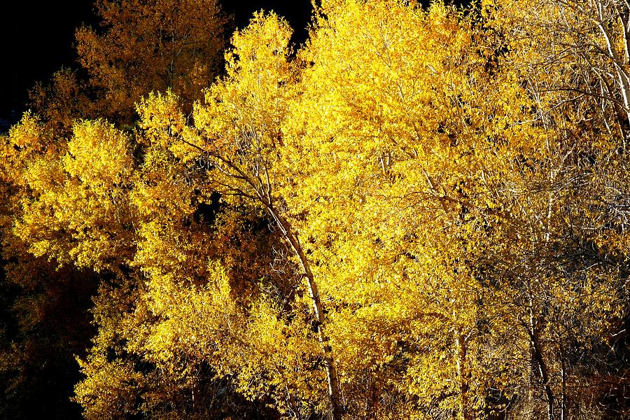 Sunlight on Fall Foliage Photograph by Marilyn Burton