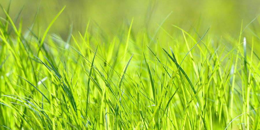 Sunlight on Grass Photograph by Dylan Lees - Fine Art America