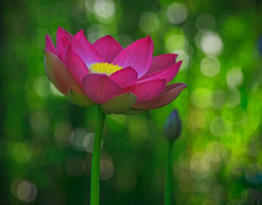 Sunlight on Lotus Flower Photograph by Beth Sargent