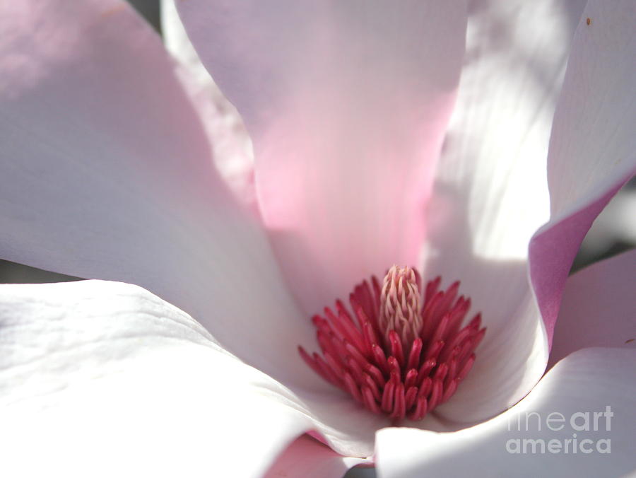 Sunlight on Magnolia Blossom Photograph by Carol Groenen