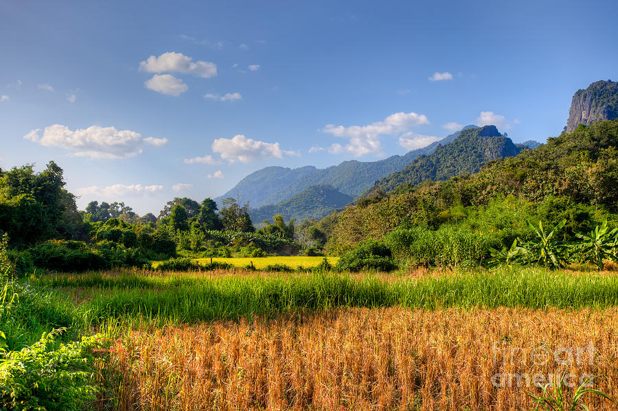 Nature Photograph - Sunlight on paddy field in Laos by Fototrav Print