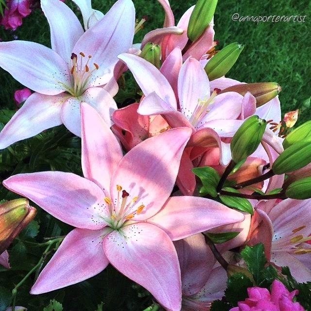 Lily Photograph - Sunlight On Pale Pink Lilies In My by Anna Porter