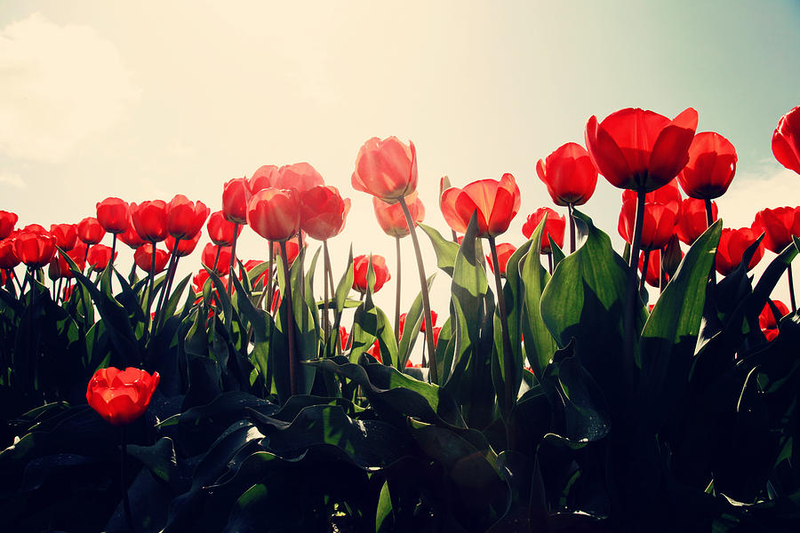 Flower Photograph - Sunlight on Red Tulips by Karla DeCamp