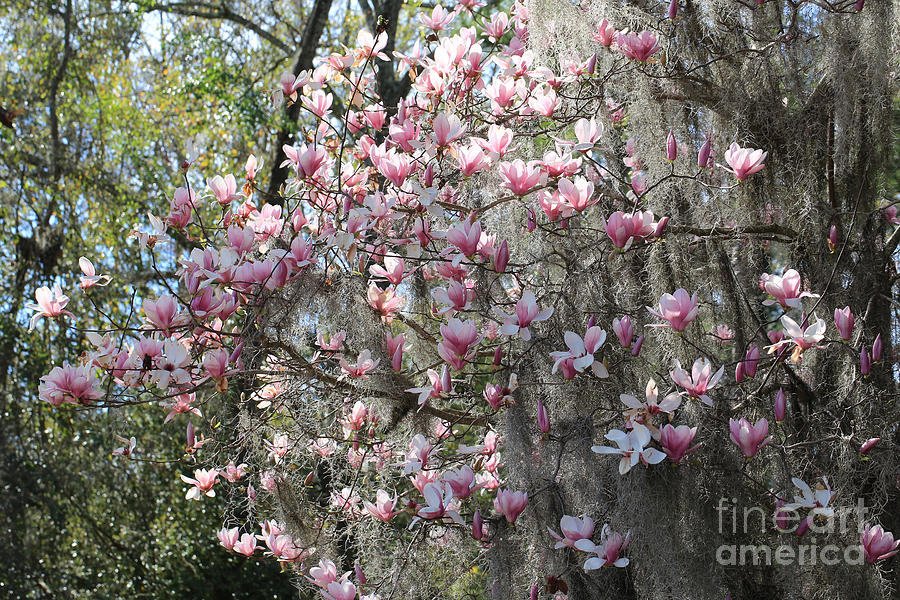 Sunlight on Saucer Magnolias Photograph by Carol Groenen