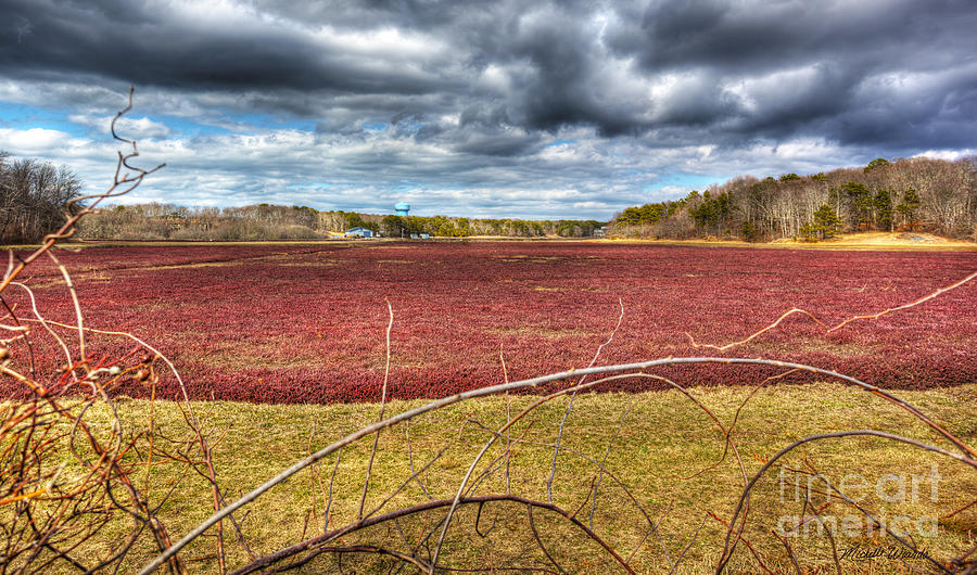 Tree Photograph - Sunlight on the Cranberry Bog by Michelle Constantine