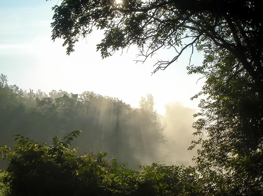 Tree Photograph - Sunlight Shinning Through the Fog by Cynthia Woods