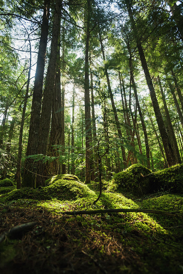 Sunlight Streaming Through Cedar Trees Photograph by Joel Koop / Design ...