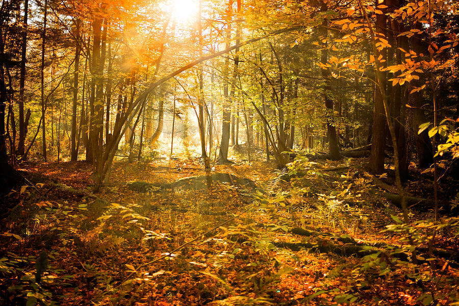 Sunlight Through an Autumn Forest Photograph by Chris Bordeleau