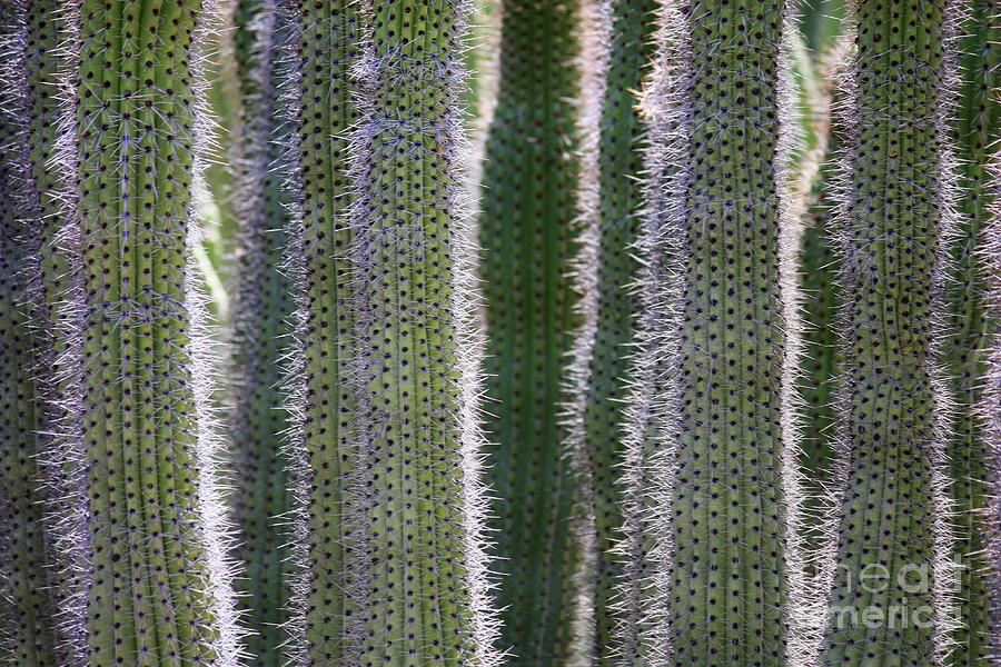 Nature Photograph - Sunlight through Cacti by Carol Groenen