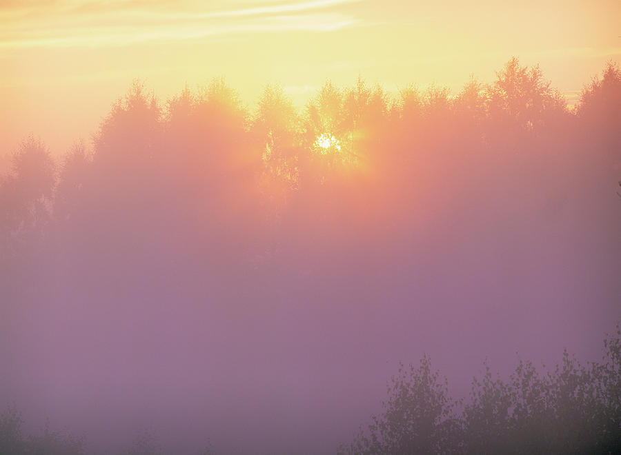 Sunlight Through Fog And Trees Photograph by Bjorn Svensson/science Photo Library