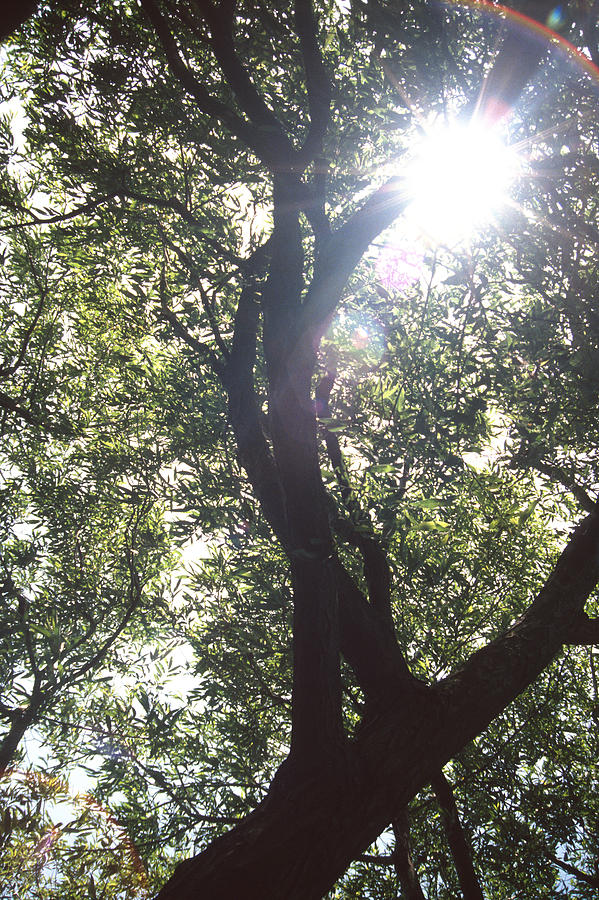 Sunlight through the Canopy Photograph by Gordon James